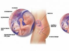 Dezesseis semanas: sensações, desenvolvimento fetal, se alguma coisa dói 15 semanas de gravidez quando movimentos